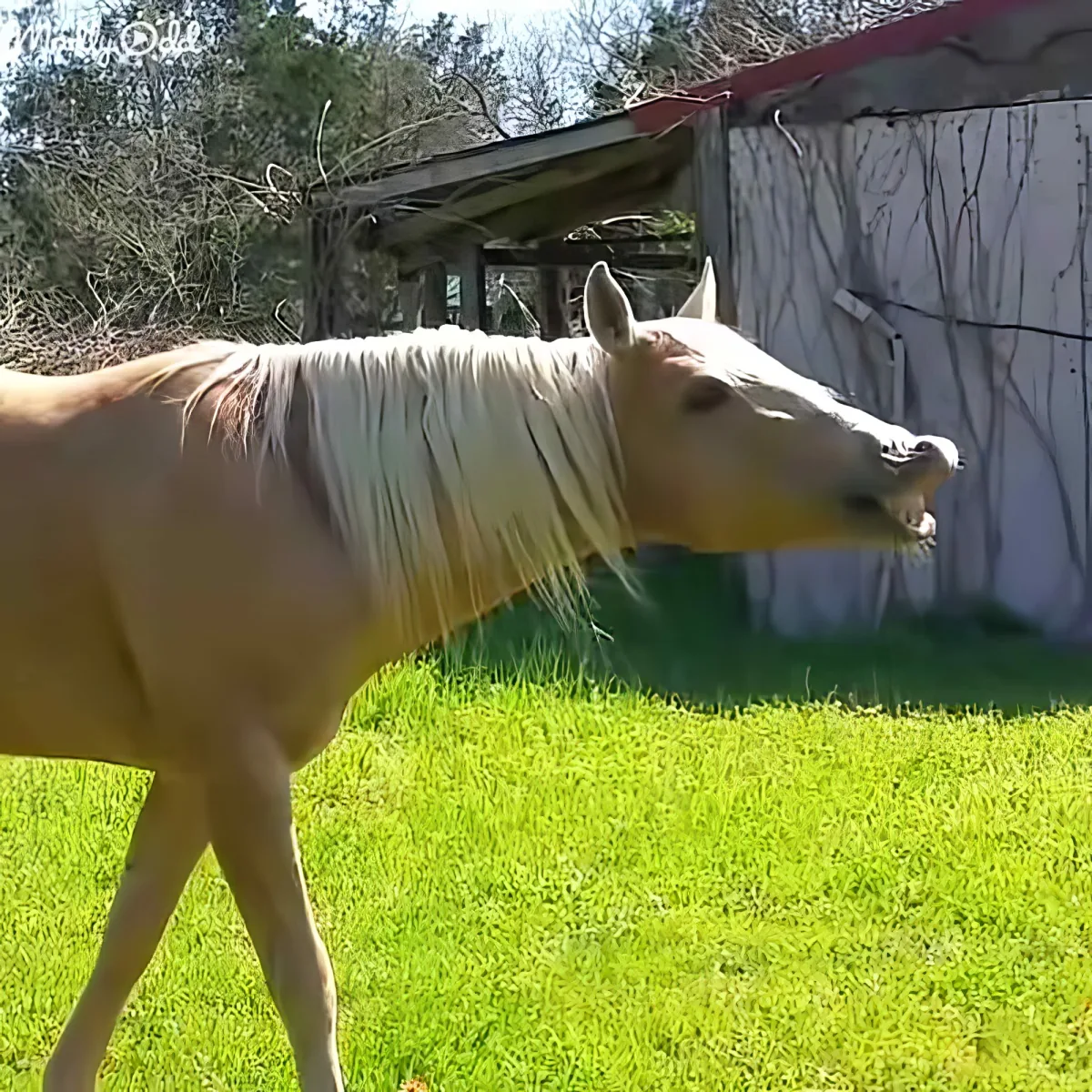 A light-colored horse with a flowing mane stands on a grassy field near a wooden structure.