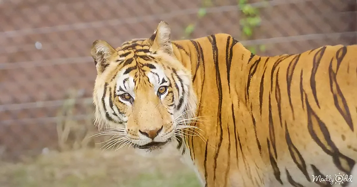A tiger with distinctive black stripes and a yellowish-orange coat stands in a zoo enclosure.