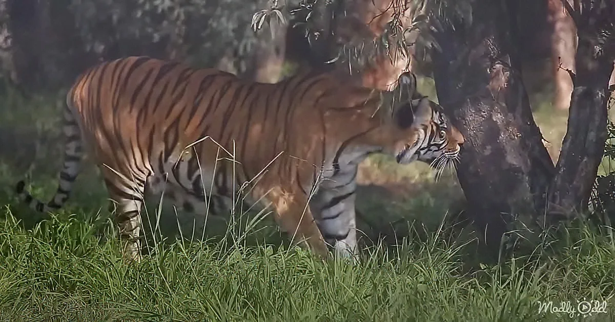 A tiger stands in a grassy area near a tree, its body partially obscured by foliage.