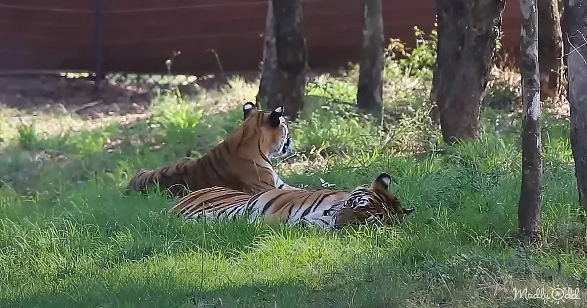 Two tigers rest in grass, one lying down, the other sitting upright, surrounded by trees and sunlight.