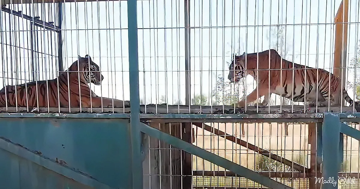 Two tigers in separate enclosures, one lying down, the other walking, both behind metal bars.