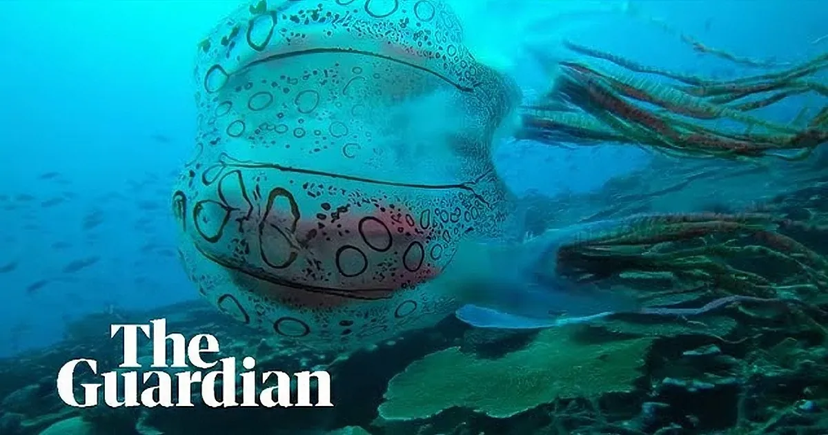 A jellyfish with intricate black circle patterns swims gracefully in clear blue water.