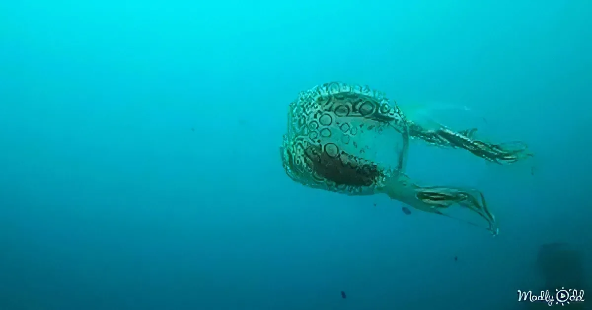 A jellyfish with intricate patterns swims gracefully in clear blue water.
