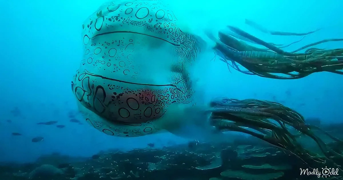 A large, patterned squid with long tentacles is swimming underwater, releasing ink.