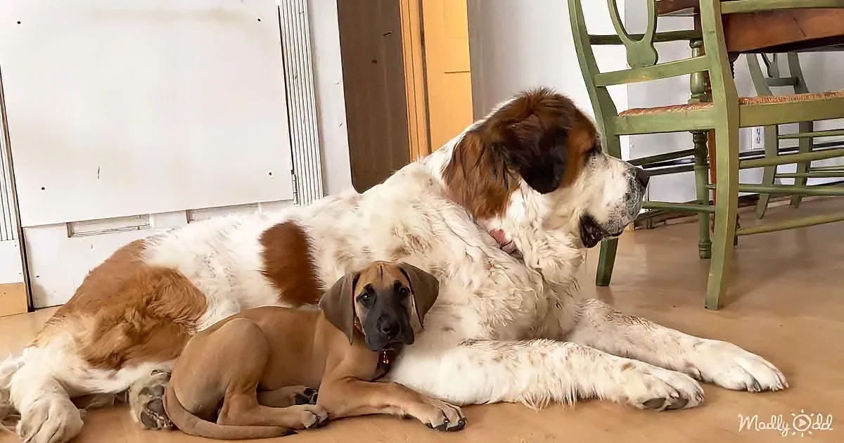 A large St. Bernard and a smaller dog rest together on a wooden floor near a green chair.
