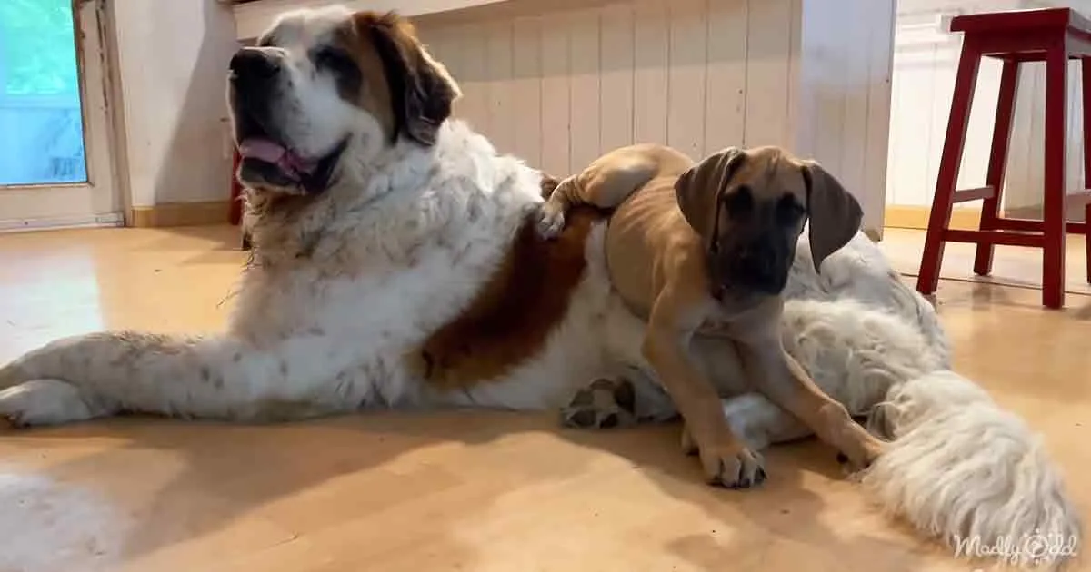 Two large dogs, one white and brown, the other tan and white, are lying on a wooden floor indoors.