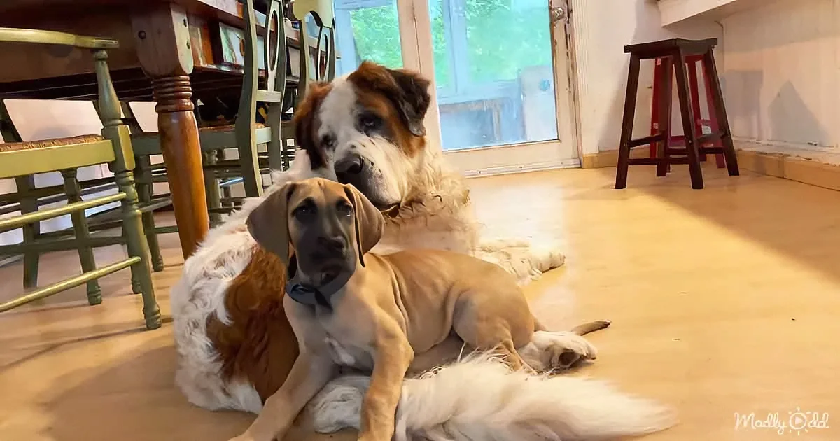 Deaf Saint Bernard Is Best Friends With a Great Dane Puppy