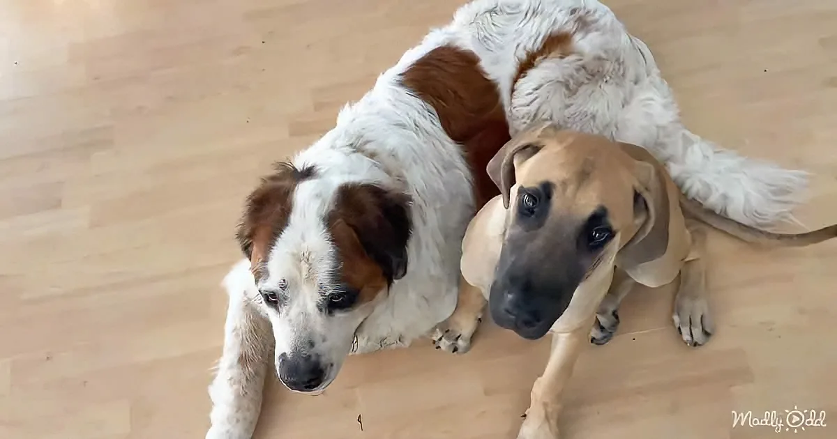 Two dogs, one white with brown spots, the other tan, sit on a wooden floor, looking up.