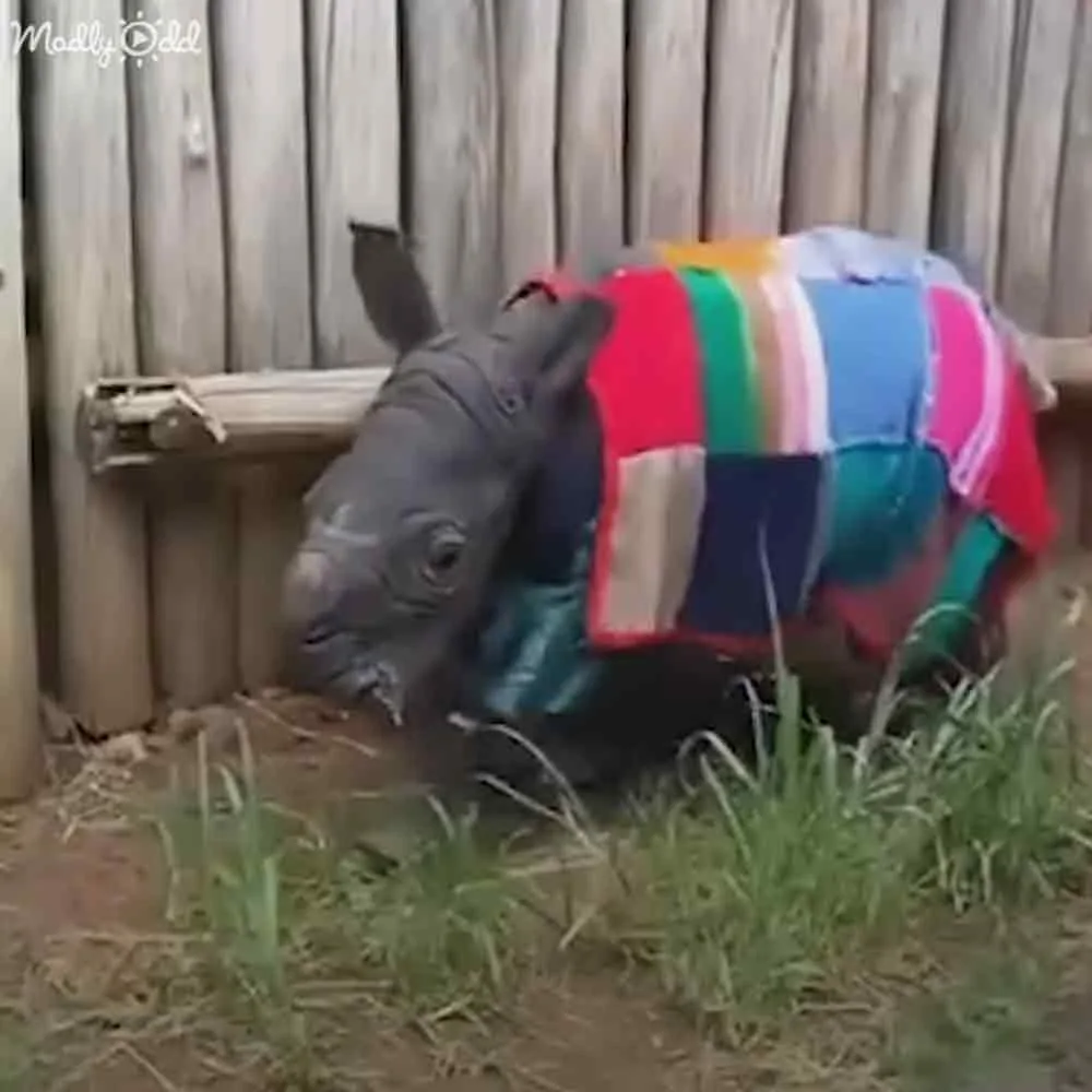 A baby rhino wearing a colorful sweater is sitting on the ground near a wooden fence.