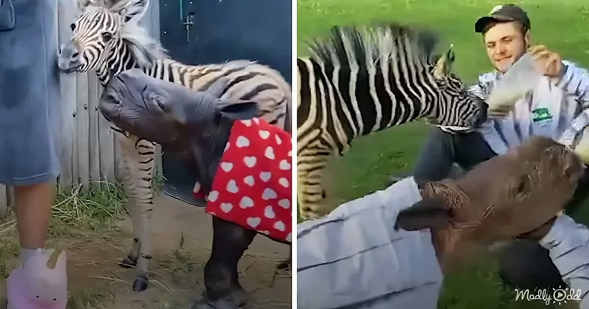 A baby zebra, dressed in a red skirt with white hearts, interacts with a person in a grassy area.