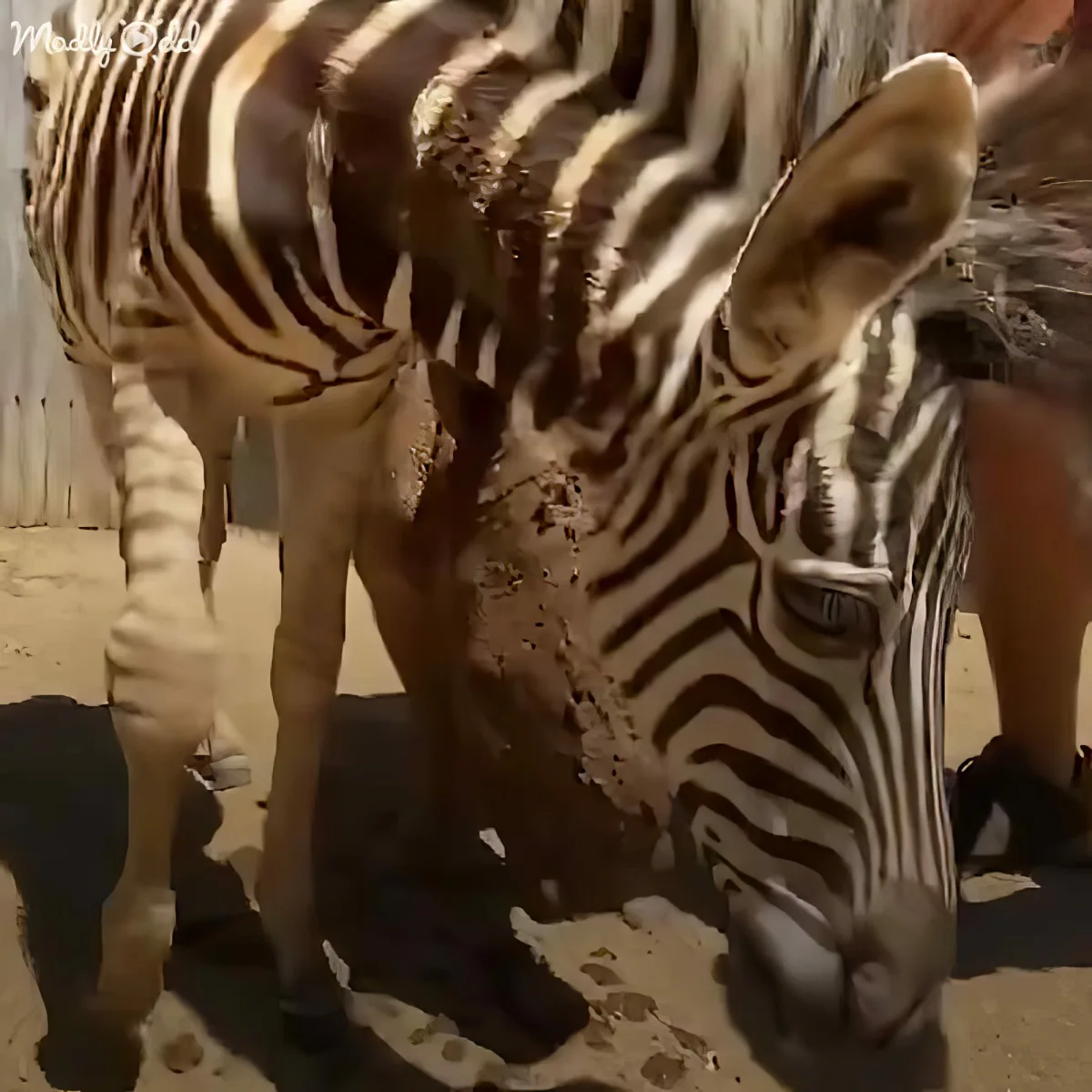 A zebra with muddy stripes stands in a sandy enclosure, surrounded by other animals.