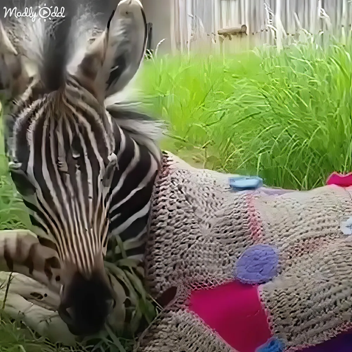 A zebra rests on grass, wearing a colorful crocheted blanket with a blue pom-pom.