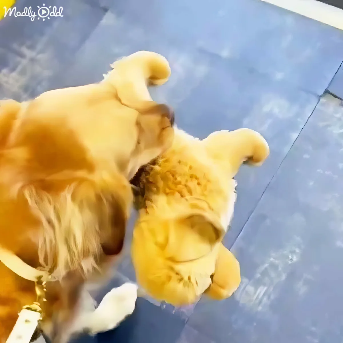 Adorable Golden Retriever