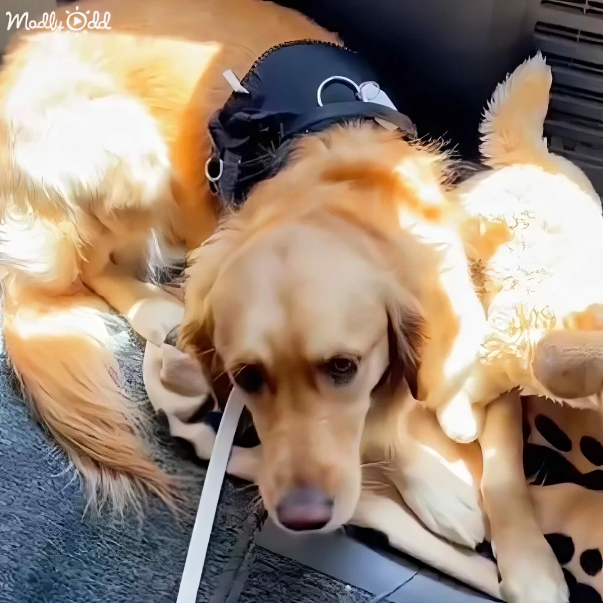 Adorable Golden Retriever
