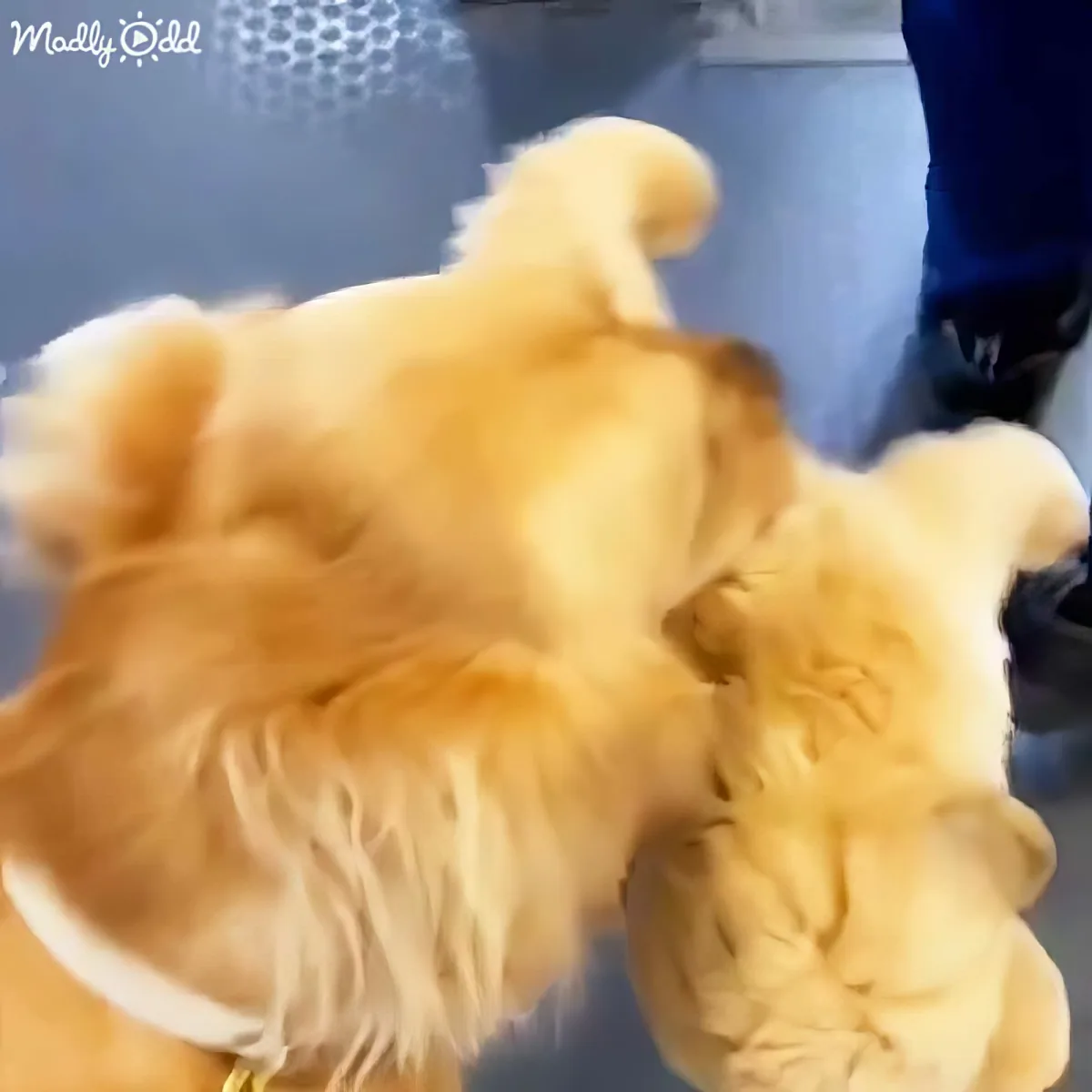 Adorable Golden Retriever