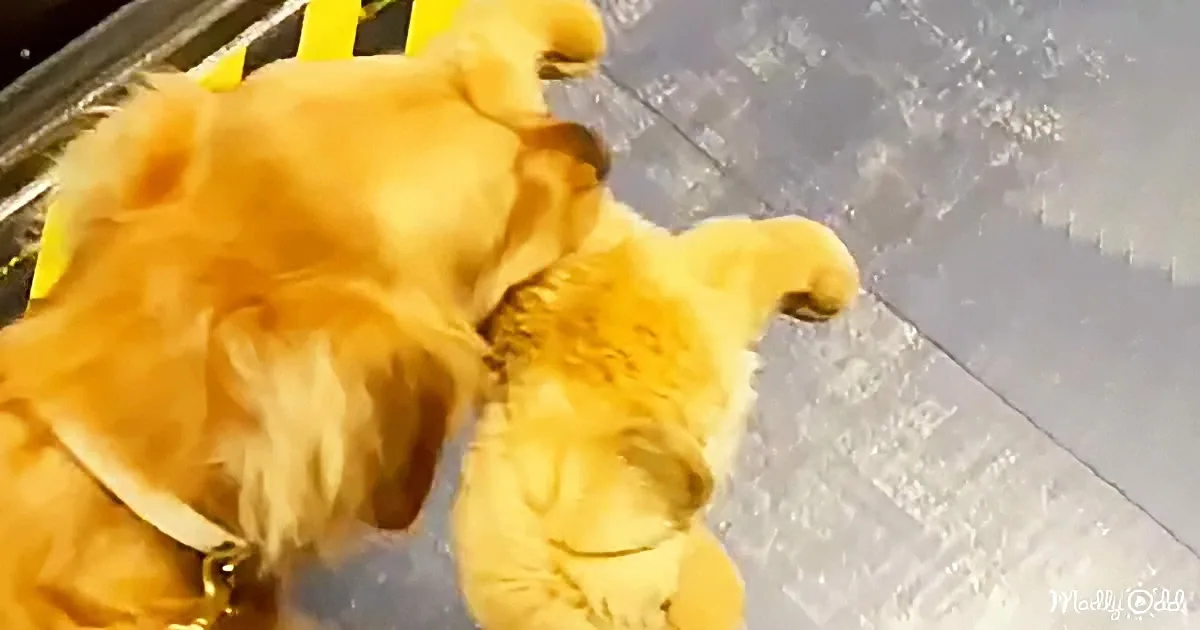 A golden retriever is lying on its back on a metal surface, appearing relaxed.