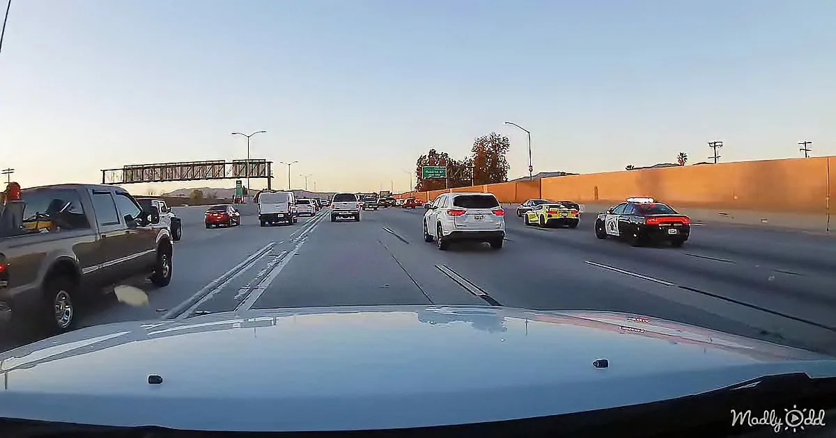 A police car with flashing lights leads a line of vehicles on a highway under a bridge at dusk.