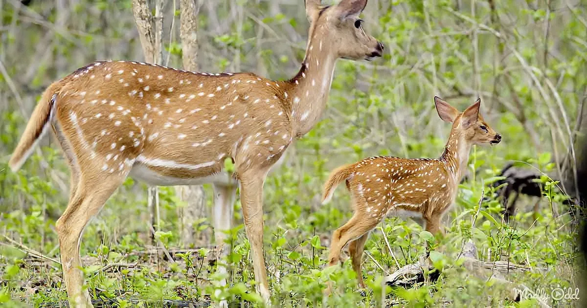 A spotted deer and her fawn stand amidst green foliage in a forest setting.