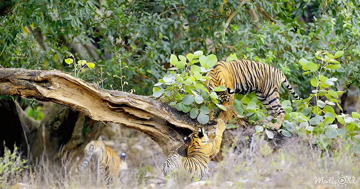 A tiger climbs a tree trunk while another tiger reaches up, surrounded by lush greenery.