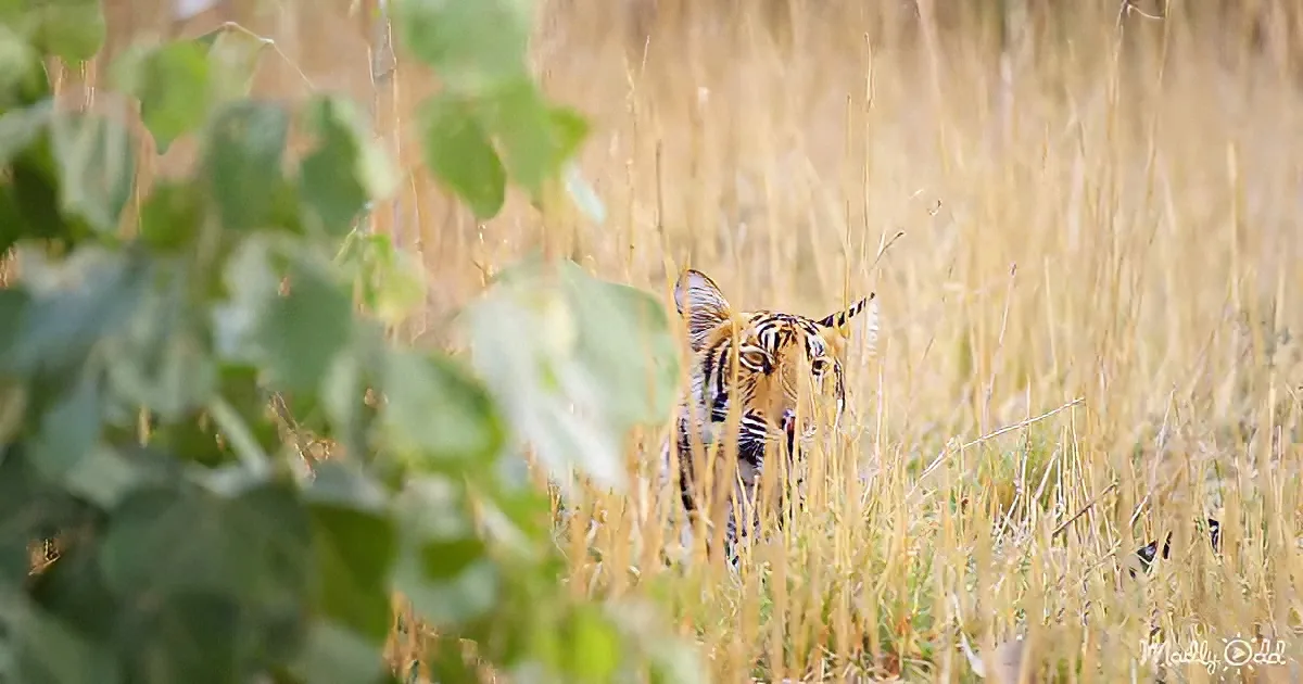 A tiger hides in tall grass, its striped head and ears peeking through the vegetation.