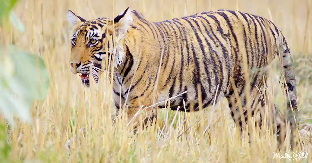 A tiger stands in tall grass, its stripes and yellow fur clearly visible.