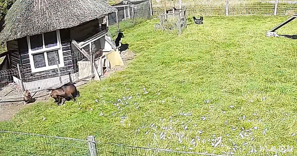 A black goat stands in a grassy yard near a wooden hut with a thatched roof.