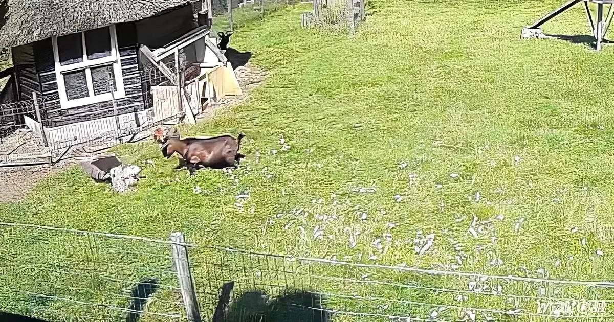 A brown goat stands in a grassy field near a wooden shed with a thatched roof.