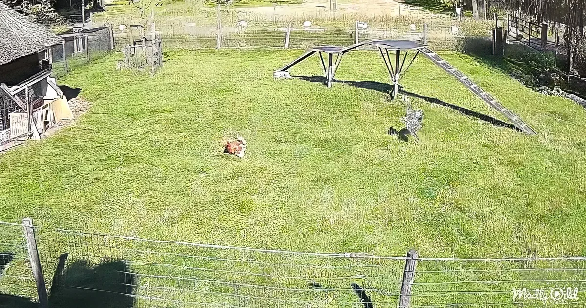 Chickens in a fenced grassy area with a coop and ramps in the background.