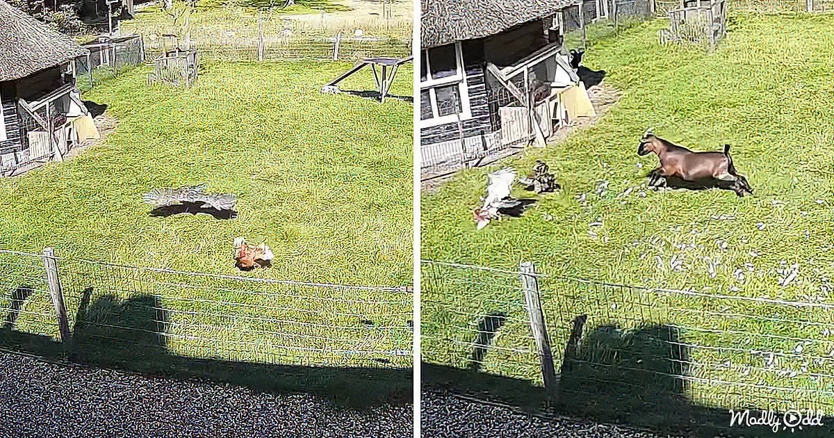 Brave Animals Save Their Chicken Pal From Becoming a Hawk's Prey