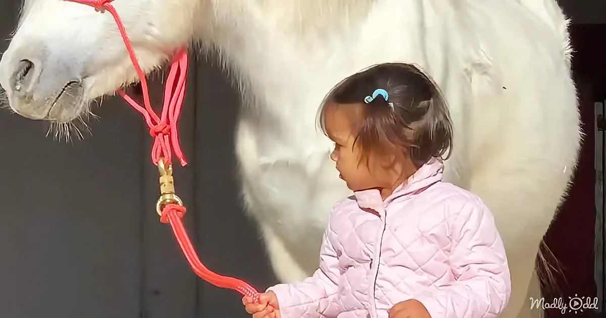Toddler loves horse riding