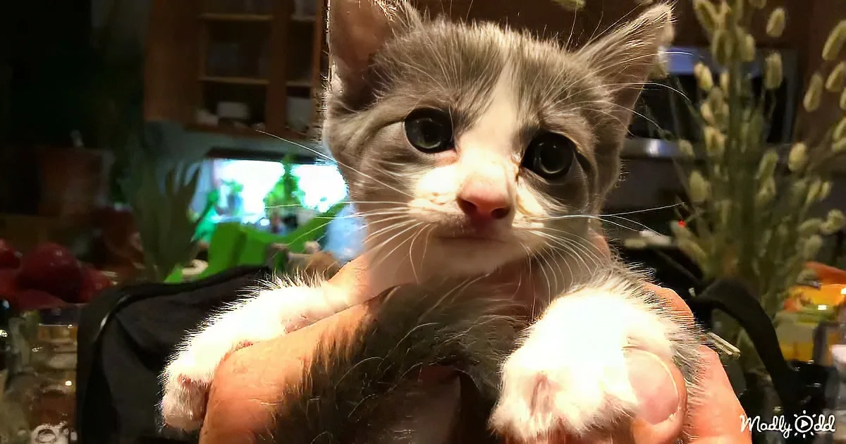 Rescued little kitten