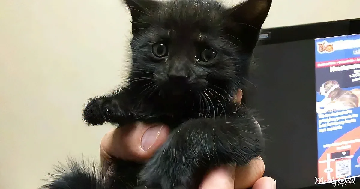 Rescued little kitten
