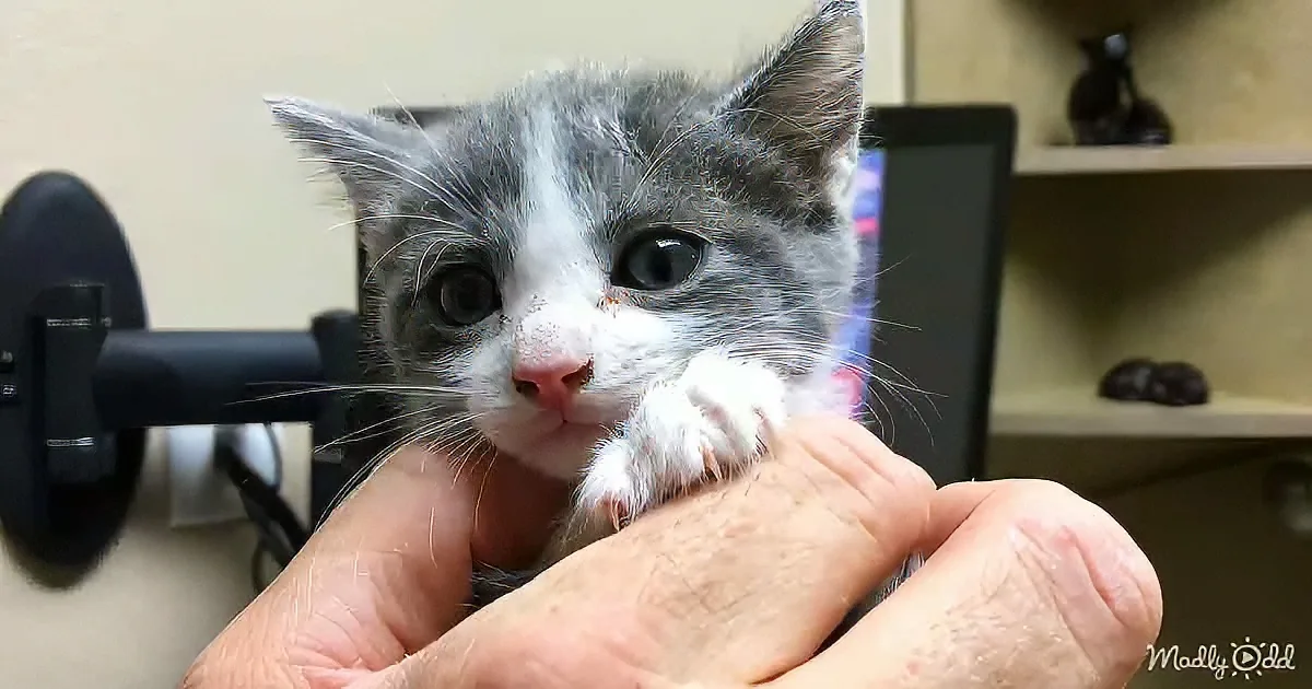 Three Little Kittens Found in Garden Have Their Dream Come True