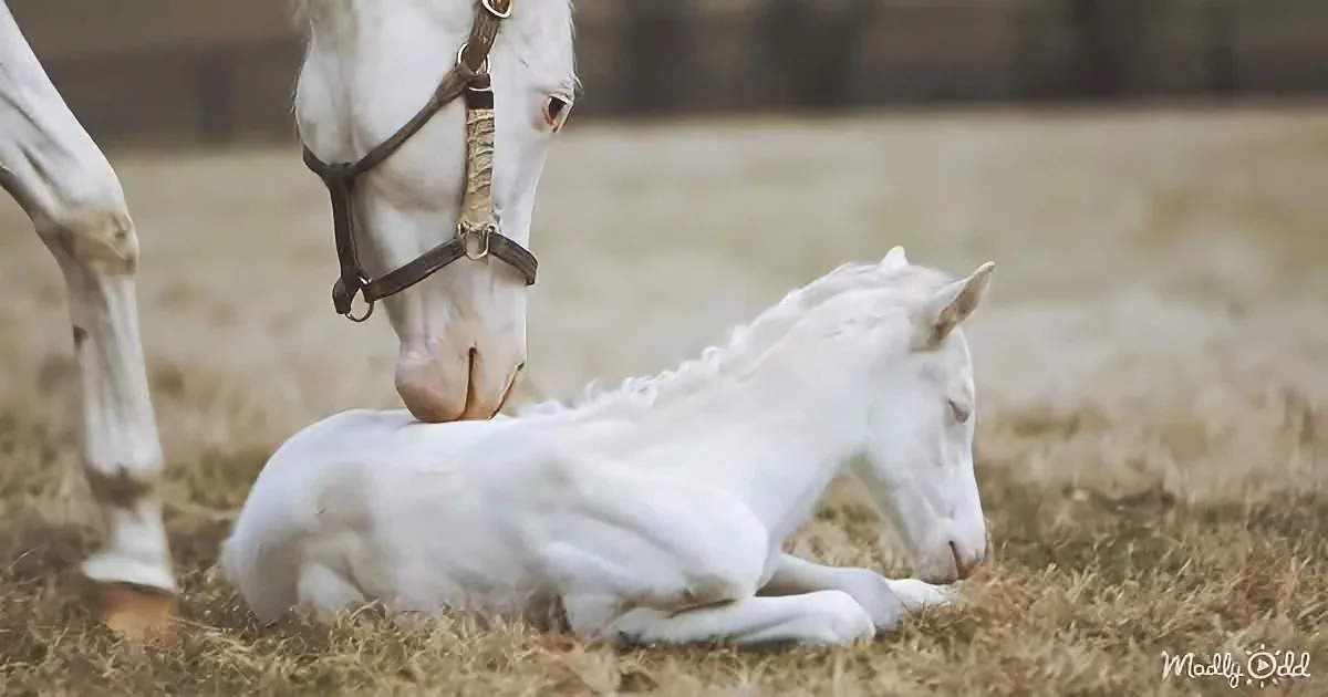 The White Thoroughbred Foal Is One of the Rarest Horses Ever