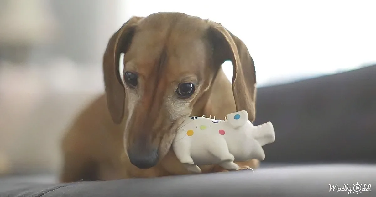 Watch as This Puppy Is Reunited With His Favorite Squeaky Toy