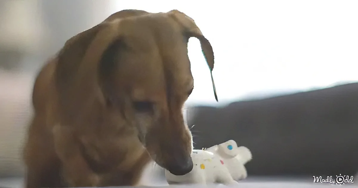 Puppy playing with toy