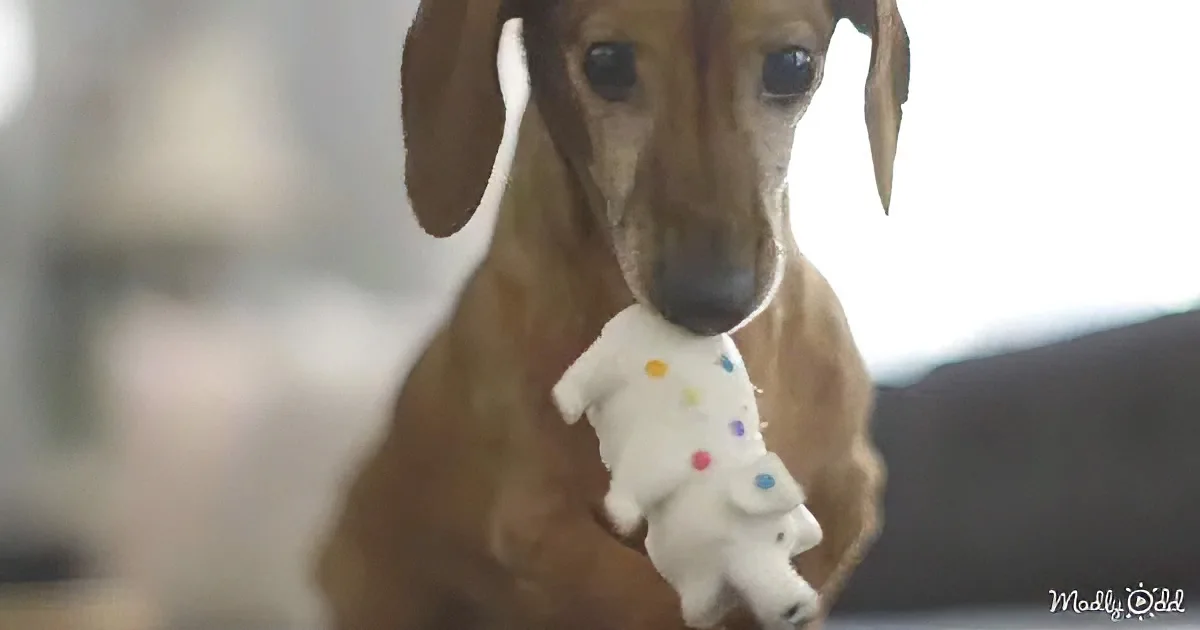 Puppy playing with toy