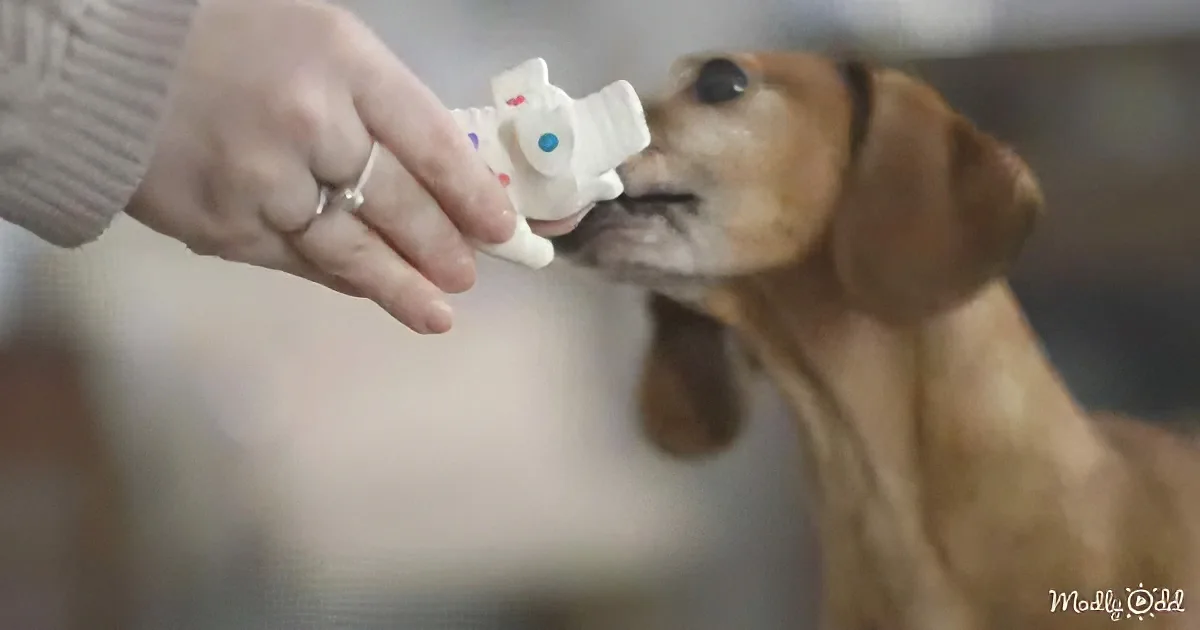 Puppy playing with toy