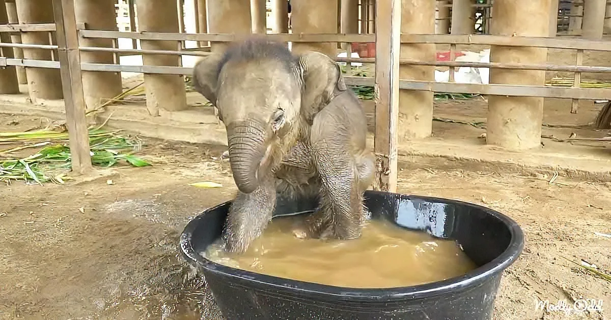 A baby elephant is playfully splashing in a large black bucket filled with water.