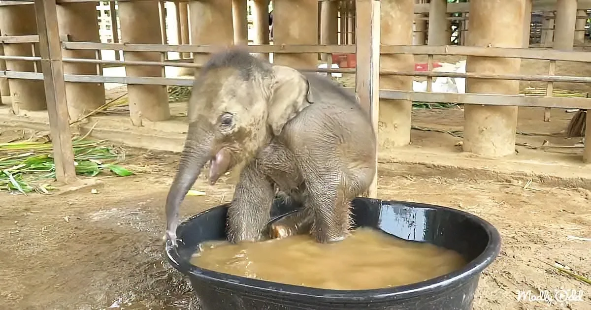 Baby Elephant Has Her First Bath in This Adorable Video