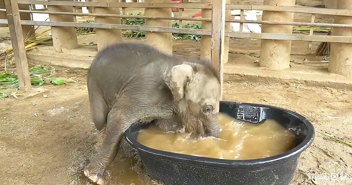 A baby elephant is playfully splashing in a large black basin filled with water.