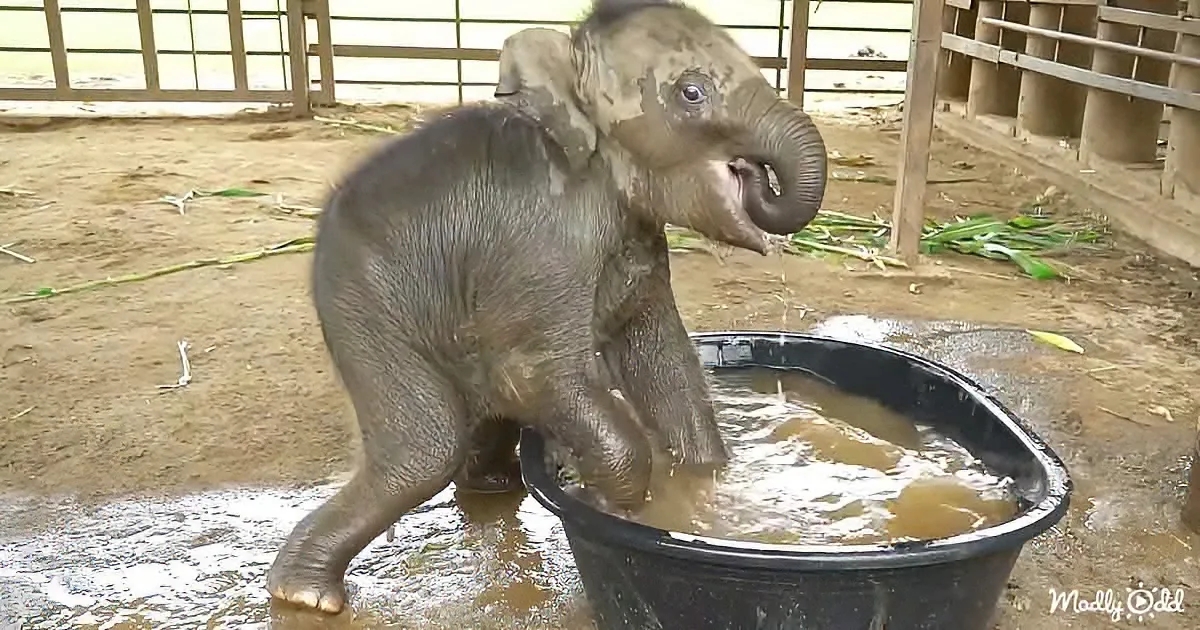 A baby elephant stands in a bucket of water, its trunk raised, surrounded by a fenced enclosure.