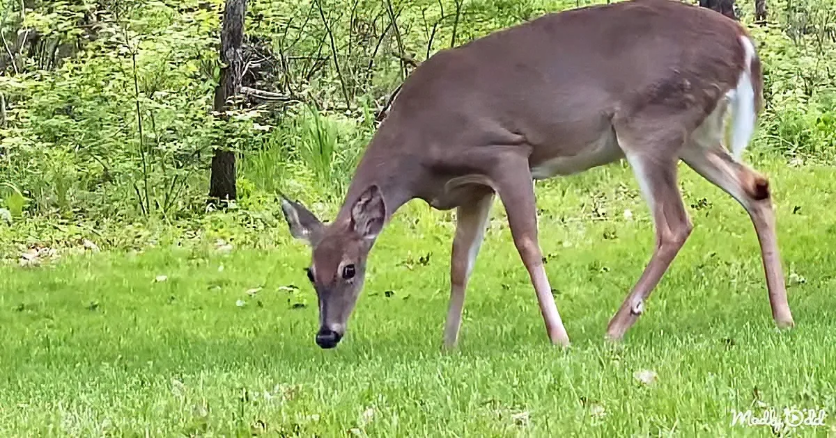 A deer is grazing on green grass in a lush forested area.