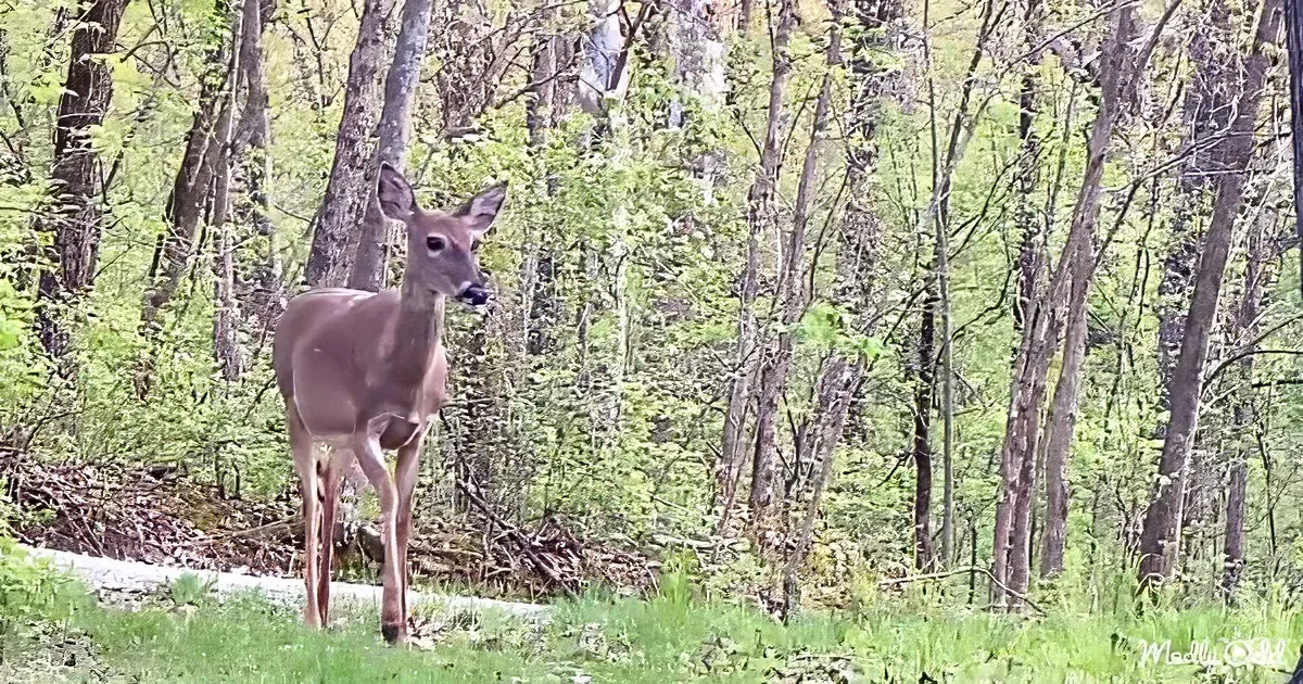 A deer stands alert on a grassy path surrounded by trees and greenery.