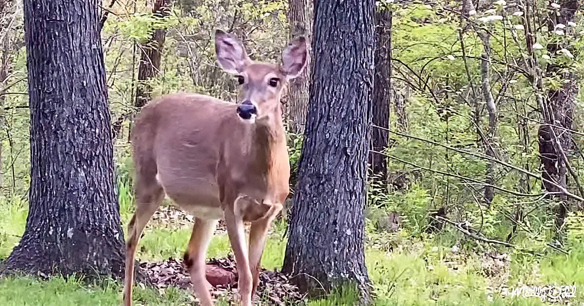 A deer stands between two trees in a forested area with green grass and foliage.