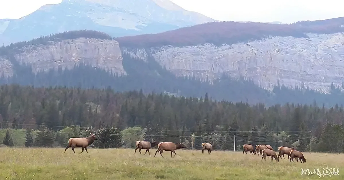 A herd of elk grazes in a grassy field with a backdrop of forested mountains.