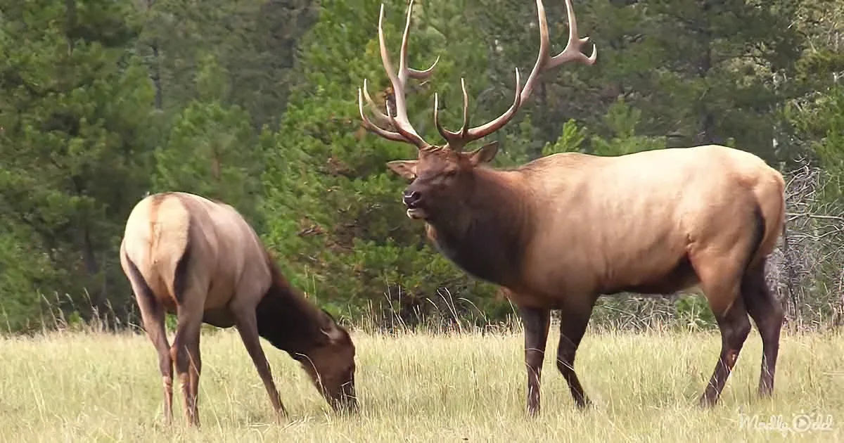 A majestic elk with large antlers stands in a grassy field, while another elk grazes nearby, surrounded by trees.