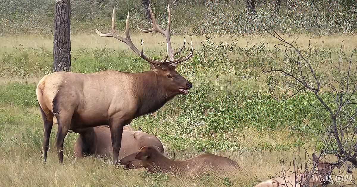 A majestic elk with large antlers stands in a grassy field, surrounded by other elk and trees.