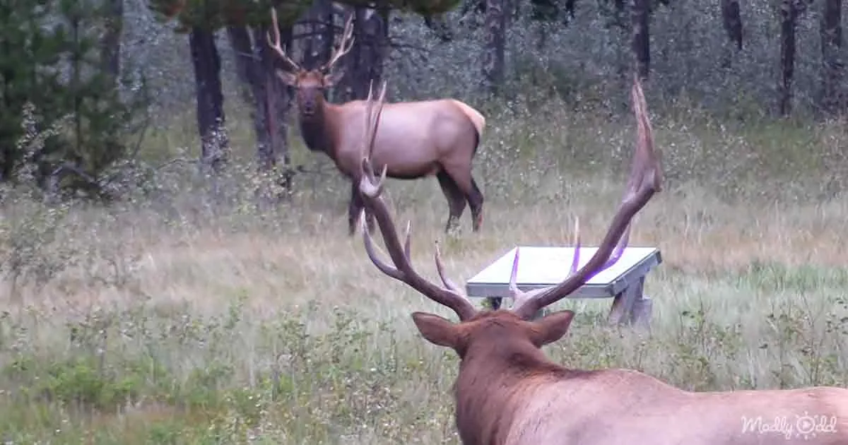 Two elk with large antlers rest in a grassy field with a third elk in the background.