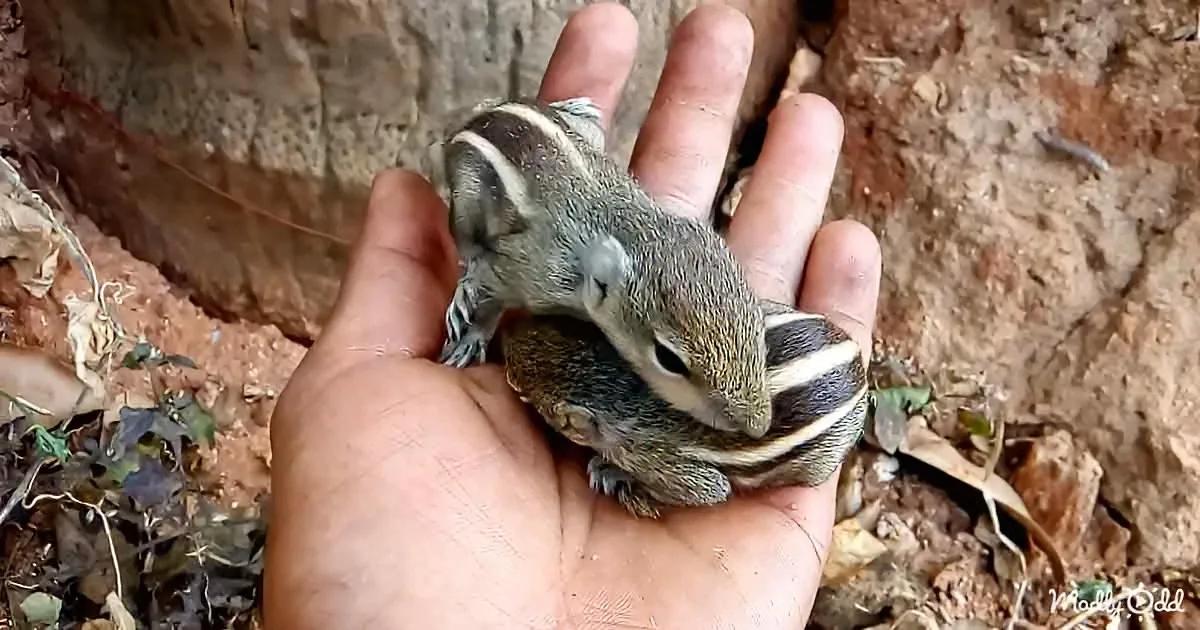Man Discovers 2 Baby Chipmunks in His Garden